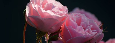 镇宁布依族苗族自治县这个方法，让你轻松实现网站模板快速搭建！