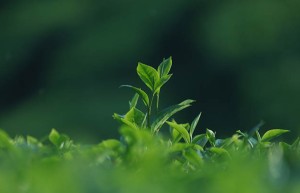 永福县泰国斩桃花效果多久才能显现？揭开神秘成果的真相与时间线