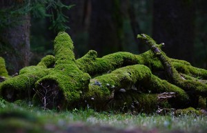 一般情降几天就见效了？揭秘情感降温的真实效果与时间规律