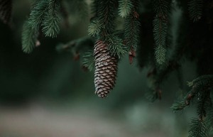 我尝试了不同方法，结果微信投票刷票却让我困扰不已