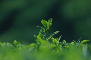 永福县泰国斩桃花效果多久才能显现？揭开神秘成果的真相与时间线