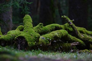 新华区一般情降几天就见效了？揭秘情感降温的真实效果与时间规律