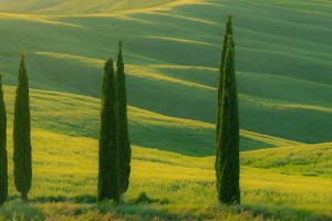 简阳市情降真的能强制复合吗？揭秘情降背后的真相与方法解析