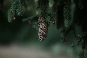 镇宁布依族苗族自治县我尝试了不同方法，结果微信投票刷票却让我困扰不已