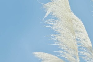 拉票团队真人投票模式，如何提升选举的公信力与参与度？