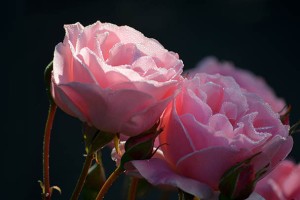 镇宁布依族苗族自治县这个方法，让你轻松实现网站模板快速搭建！