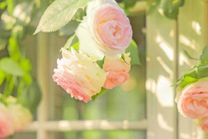 石岐区在微信投票中，10元购买千票是否合理且值得选择？