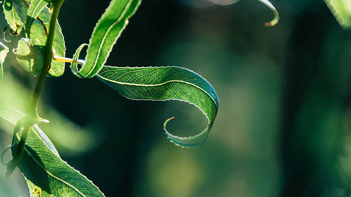 微信投票人工平台哪个好，怎样选择最靠谱的代投服务？ 二