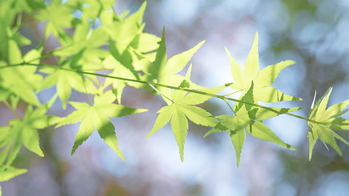 微信人工投票到底安全吗？被发现的风险有多大？ 二