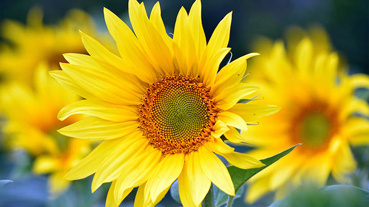 泰国情降和合缘究竟灵验吗？揭开神秘面纱！ 二