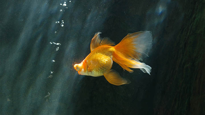 泰国情降对方没有任何反应，这样真的没效果吗？ 二