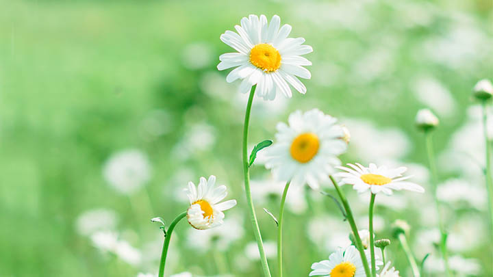 网络投票网站免费使用指南，想知道如何高效投票吗？ 二