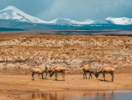 可可西里旅游安全吗_可可西里允许旅游吗