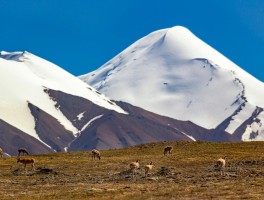 可可西里景点介绍_可可西里旅游景点介绍