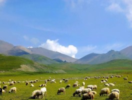 祁连山草原收门票吗_祁连山大草原要门票吗