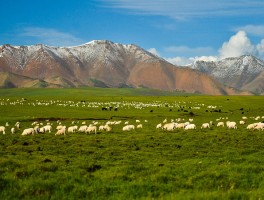 祁连山草原旅游_祁连山草原旅游会高反吗