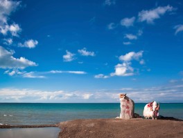 西宁旅游攻略必玩的景点青海湖_青海西宁旅游攻略必去景点大全