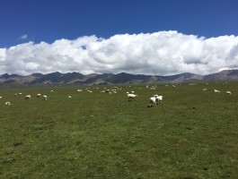 祁连山草原住宿攻略_祁连山草原门票是多少