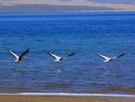 青海湖风景介绍_青海湖主要旅游景点介绍