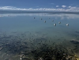 青海湖变成咸水湖原因_青海湖变成咸水湖原因是什么