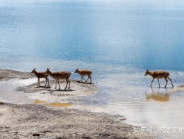 可可西里自由行攻略_可可西里的旅游景点