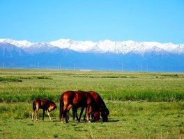 山丹军马场在哪_山丹军马场怎么样漂亮好玩吗