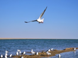 西台吉乃尔湖的鸟是什么鸟_西台吉乃尔湖的鸟类是什么品种