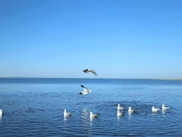 青海湖旅游必去景点简介_青海湖旅游攻略必去景点大全