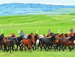 山丹军马场怎么样漂亮好玩吗值得去吗_山丹军马场一场景点