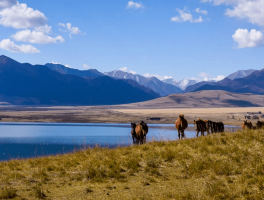 山丹军马场风景_山丹军马场旅游景点