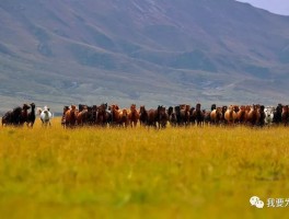 山丹军马场风景_山丹军马场风景图片卡通可爱