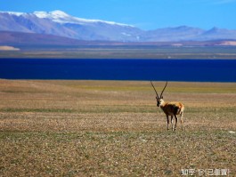 可可西里景点介绍_可可西里景区在哪里