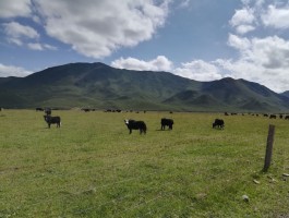 山丹军马场景区门票多少_山丹军马场风景