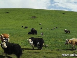 包含去青海湖会有高原反应吗金毛犬的词条