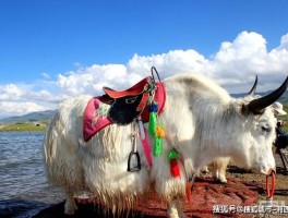 西北旅游必备物品有哪些_西北旅游必备物品有哪些呢