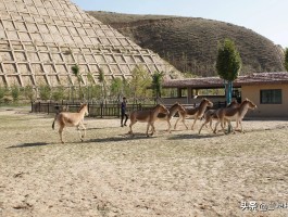 兰州新开的野生动物园_兰州新开的野生动物园在哪里